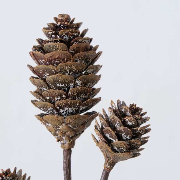 Branche Pommes de Pin | Jolies Trouvailles – Image 3